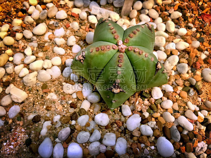 绿色星状沙漠植物，地上有白色小砾石