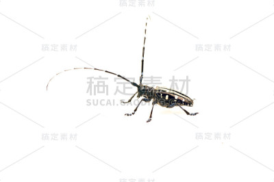 索耶，一种昆虫