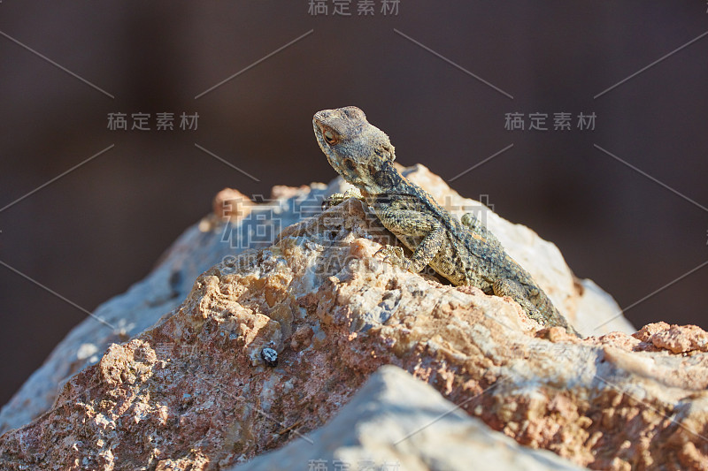 种狮蜥蜴坐在岩石上