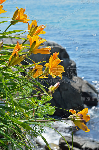 百合花在海上