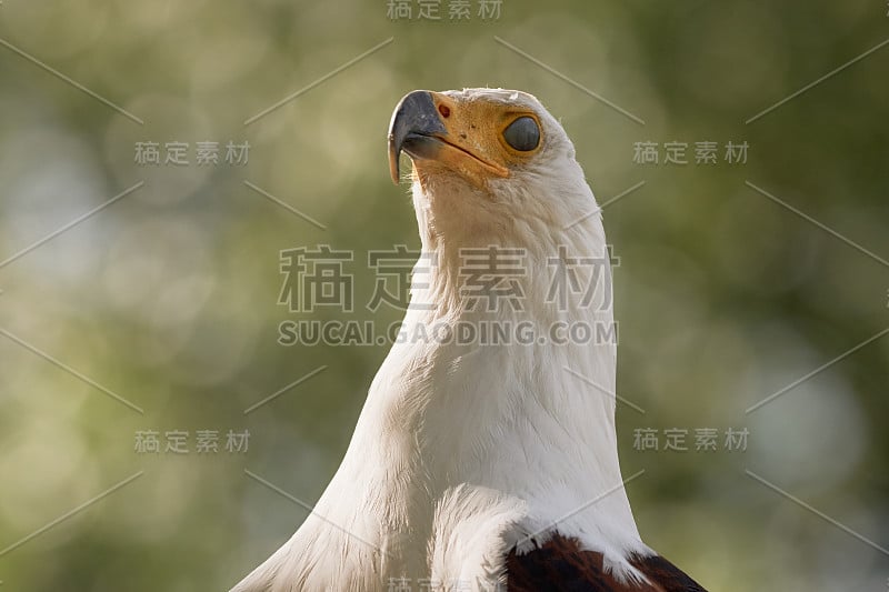 特写非洲鱼鹰(Haliaeetus vocifer)在自然界