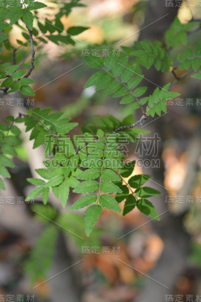 日本胡椒树