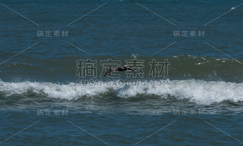 鹈鹕飞过海洋