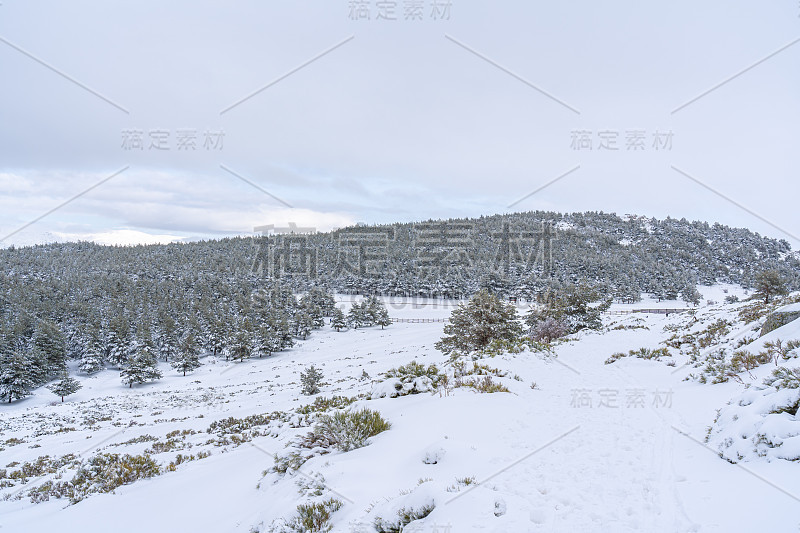 白雪皑皑的松林，背景是雪山