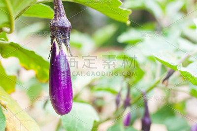 成熟的茄子在花园里的树上变成紫色