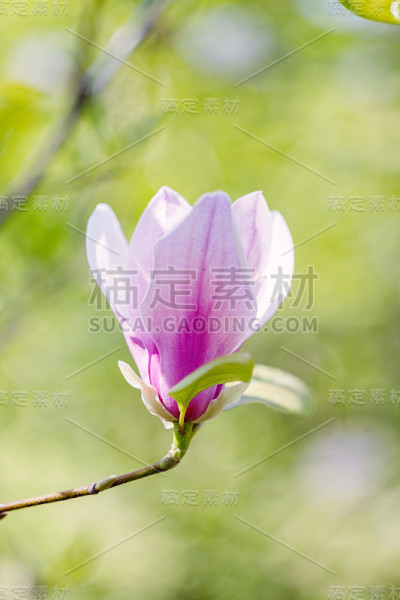 粉红色的玉兰花