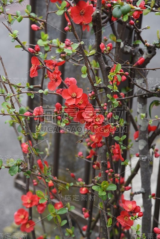 日本贴梗海棠的花朵