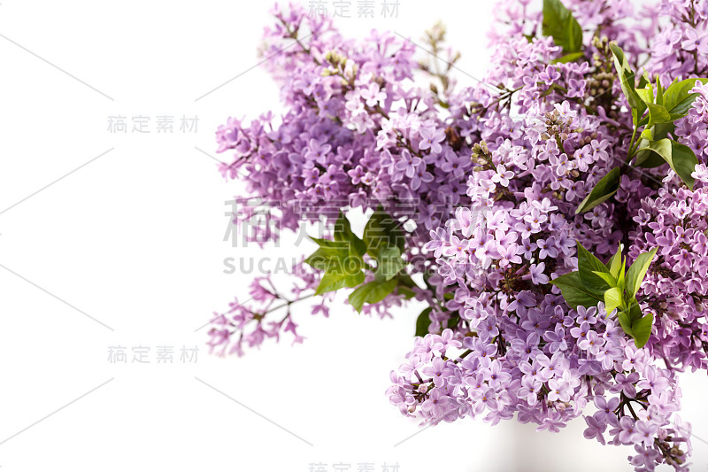 紫丁香花