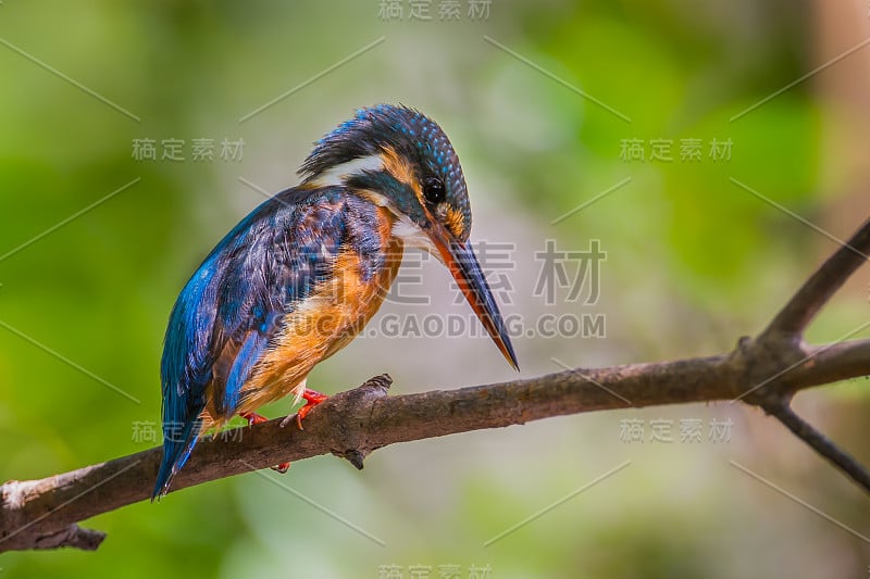 翠鸟(Alcedo atthis)