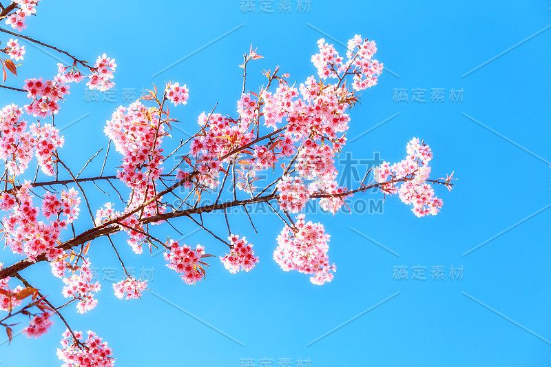 野生喜马拉雅樱花