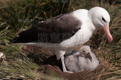 西点岛上的白眉信天翁