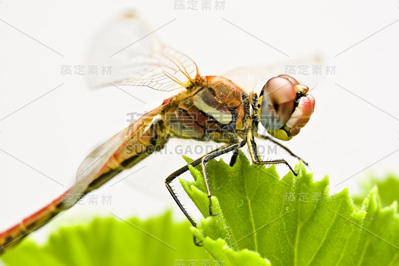 昆虫——蜻蜓