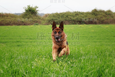 德国牧羊犬