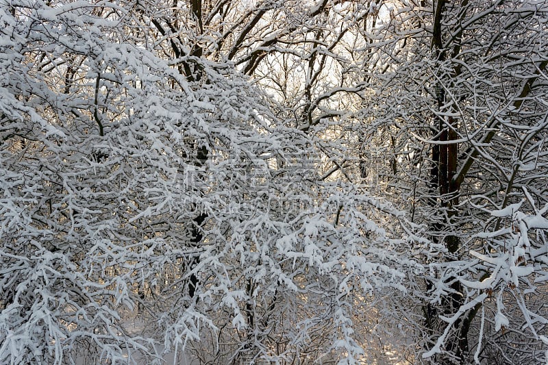 树枝上覆盖着雪