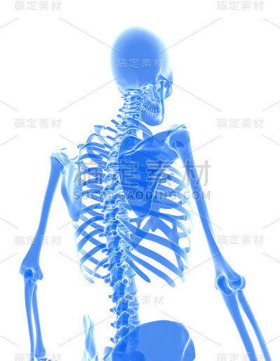 闪亮的蓝色骨骼系统的3D插图。