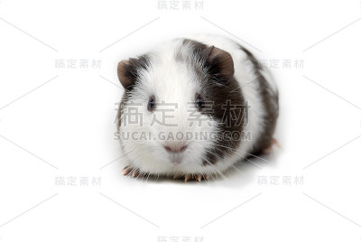 钦奇利亚鼠肖像
