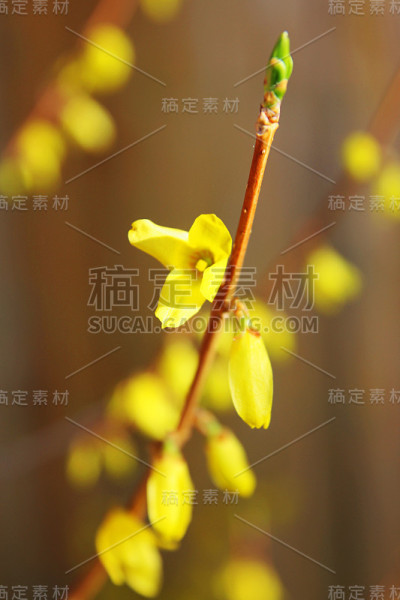 开花迫使