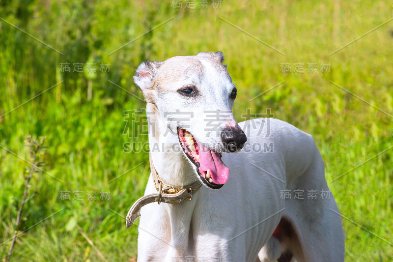 绿色草地上的英国灵缇犬