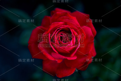 红色花朵，细部为红色花朵。