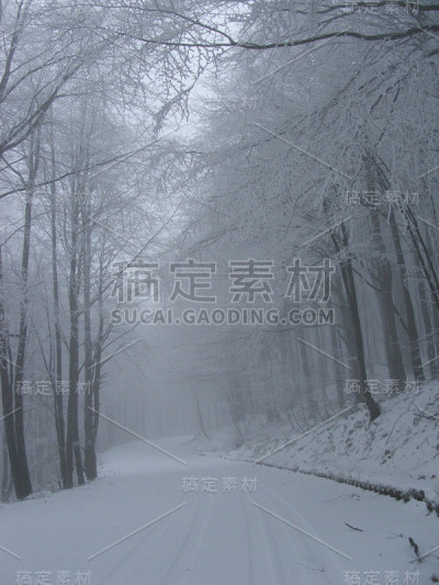 森林中的冬季之路