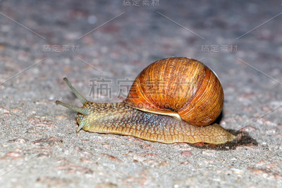 蜗牛