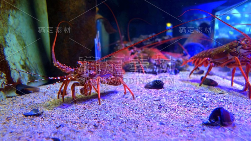 Lobster in a fish shop