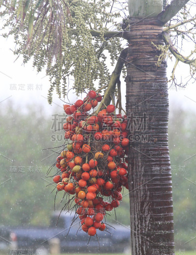 红色的槟榔果被雨淋湿了
