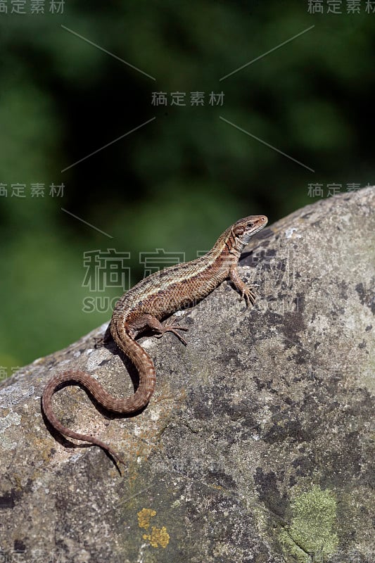 普通蜥蜴，生蜥蜴，