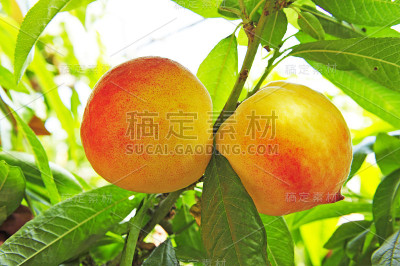 成熟的桃子挂在树上