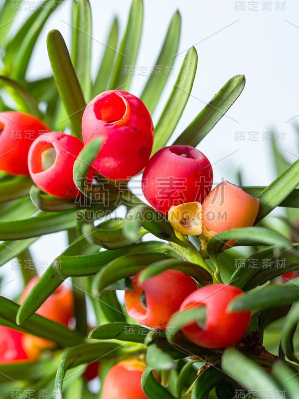 红豆杉(Taxus baccata L.)的红色成熟果实