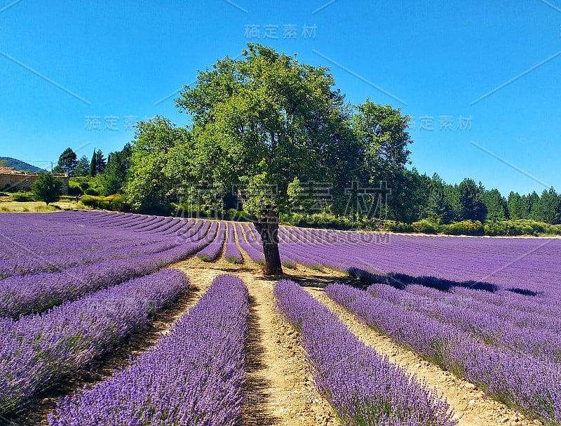 美丽的图像薰衣草田夏季日落景观与单一的树在地平线上对比的颜色