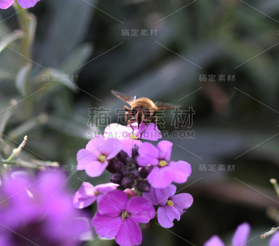 无人机飞行（埃里斯塔利斯特纳克斯）
