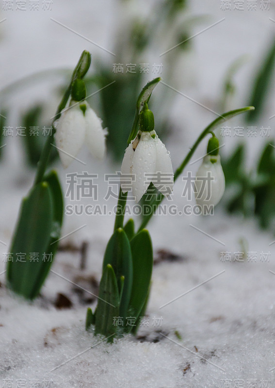 雪白娇嫩的雪花莲，在春雪中，选择性聚焦。