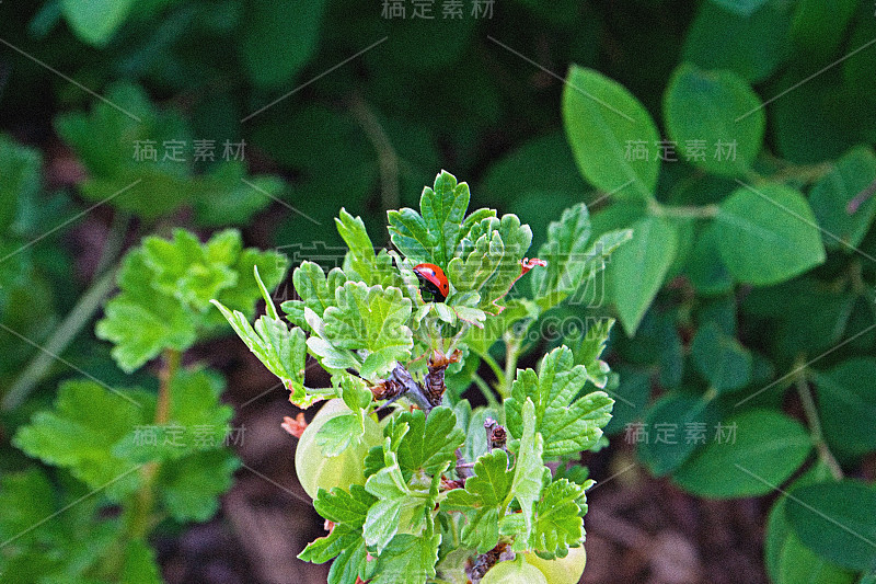 夫人错误