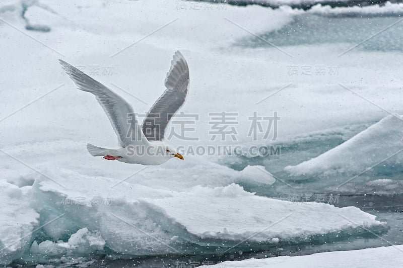 白鸥(Larus hyperboreus)是一种大型鸥，在北半球的北极地区繁殖。在斯瓦尔巴特群岛。