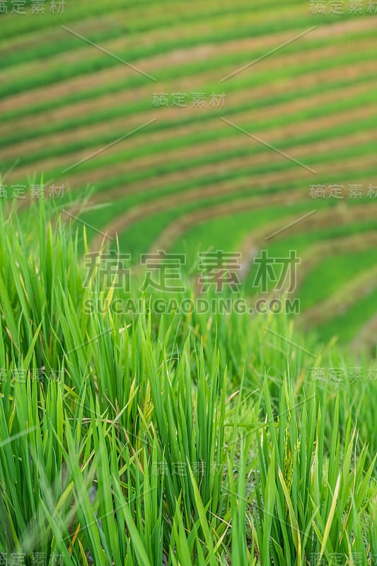 龙脊梯田上的水稻