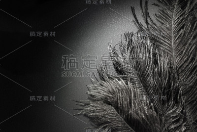 美丽的黑色鸵鸟羽毛。聚光灯下。黑色的动物的背景。装饰艺术风格
