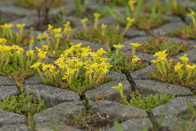 黄色的盛开的景天。拉丁名Sedum Acre