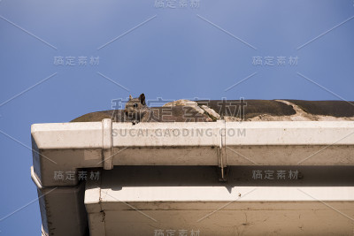 屋顶上的松鼠