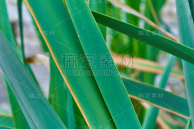 鲜亮绿色的阔叶香蒲