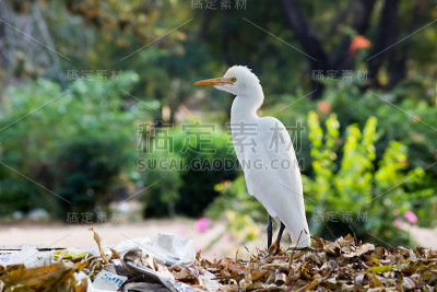 牛背鹭新