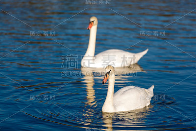 湖上的两只白天鹅