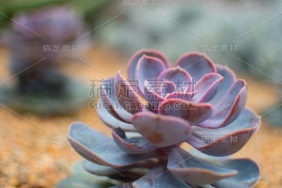 多汁的花园