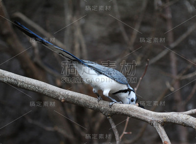 白喉喜鹊