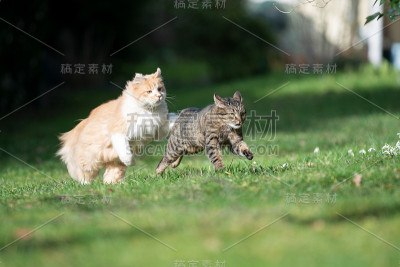 运行的猫