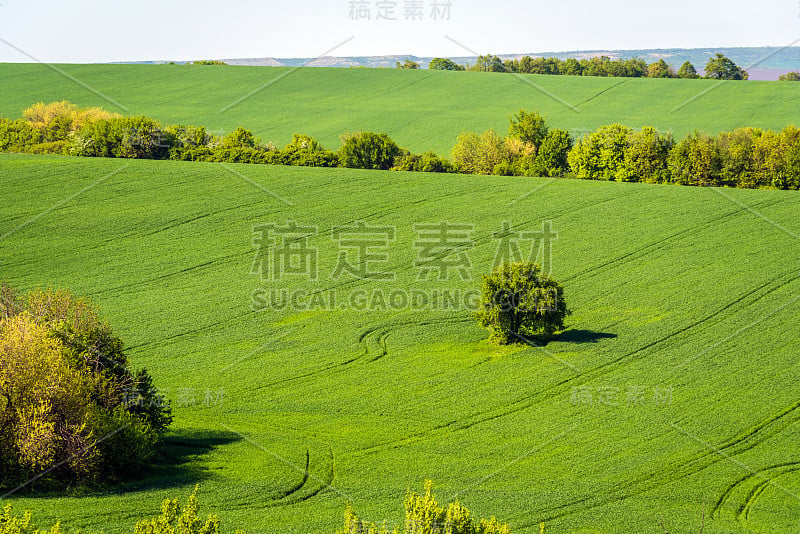 绿地景观。春天的风景。保加利亚的农村。农业的概念。