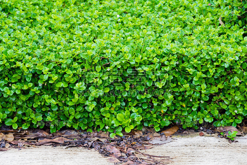 福建茶树灌木，福建茶树灌木，园林绿化植物