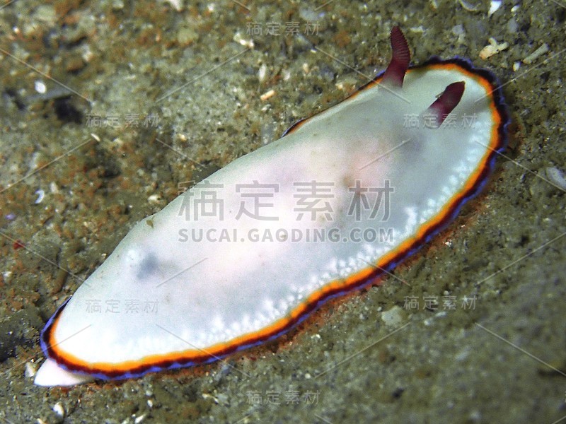 nudibranch chromo多丽丝在我的祖父Abdul Rahman Park, Kinaba