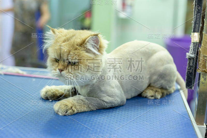 在梳妆台上的黄色不满的猫