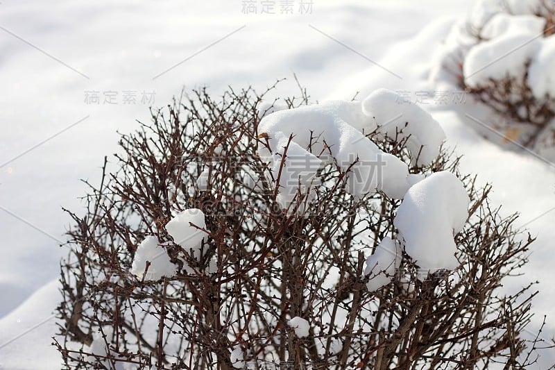 布什与雪